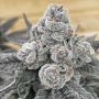 Strawberry Gummies Feminized Marijuana Strain by Grounded Genetics For Sale Online at Cannabis Seeds Outlet