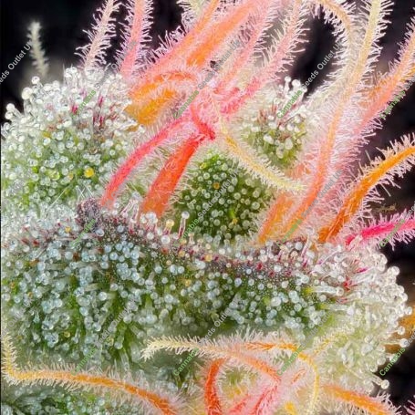 Pink Honey Feminized Marijuana Strain by Grounded Genetics For Sale Online at Cannabis Seeds Outlet