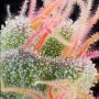 Pink Honey Feminized Marijuana Strain by Grounded Genetics For Sale Online at Cannabis Seeds Outlet