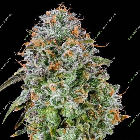 Zunami Feminized Marijuana Strain by Grounded Genetics For Sale Online at Cannabis Seeds Outlet