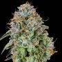 Zunami Feminized Marijuana Strain by Grounded Genetics For Sale Online at Cannabis Seeds Outlet