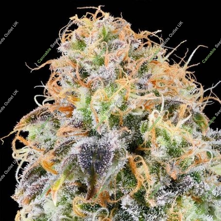 Zkunk Feminized Marijuana Strain by Grounded Genetics For Sale Online at Cannabis Seeds Outlet