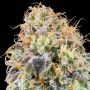 Zkunk Feminized Marijuana Strain by Grounded Genetics For Sale Online at Cannabis Seeds Outlet