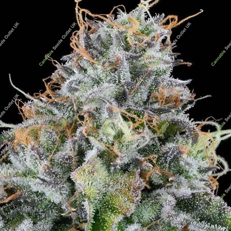 Easy Money Feminized Marijuana Strain by Grounded Genetics For Sale Online at Cannabis Seeds Outlet