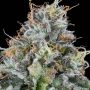 Easy Money Feminized Marijuana Strain by Grounded Genetics For Sale Online at Cannabis Seeds Outlet