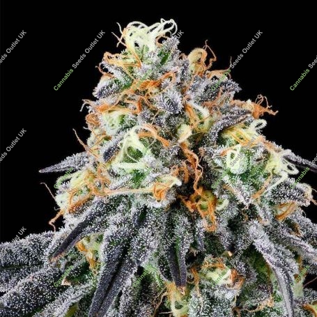 Nose Candi Feminized Marijuana Strain by Grounded Genetics For Sale Online at Cannabis Seeds Outlet