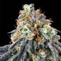 Nose Candi Feminized Marijuana Strain by Grounded Genetics For Sale Online at Cannabis Seeds Outlet