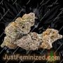 Spliff Seeds Gelato Smoke Buds Weed Ganja Skunk Dope Pot Images Pics Nuggets