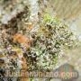 Gelato Feminized by Spliff Seeds THC Content Potency Strength CBD Height Yield Flowering Time Indica Sativa Genetics