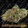 Spliff Seeds Gorilla Smoke Buds Weed Ganja Skunk Dope Pot Images Pics Nuggets