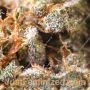 Gorilla Feminized by Spliff Seeds THC Content Potency Strength CBD Height Yield Flowering Time Indica Sativa Genetics