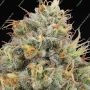 Spliff Seeds Mint Runtz Smoke Buds Weed Ganja Skunk Dope Pot Images Pics Nuggets