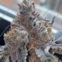 Mint Runtz Feminized by Spliff Seeds THC Content Potency Strength CBD Height Yield Flowering Time Indica Sativa Genetics