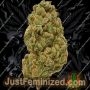 Spliff Seeds Nevilles Haze Smoke Buds Weed Ganja Skunk Dope Pot Images Pics Nuggets