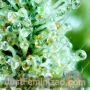 Nevilles Haze Feminized by Spliff Seeds THC Content Potency Strength CBD Height Yield Flowering Time Indica Sativa Genetics