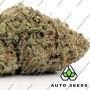 Spliff Seeds Blue Dream Auto Smoke Buds Weed Ganja Skunk Dope Pot Images Pics Nuggets