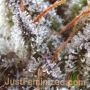 Gelato Auto Feminized by Spliff Seeds THC Content Potency Strength CBD Height Yield Flowering Time Indica Sativa Genetics