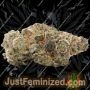 Spliff Seeds Gorilla Auto Smoke Buds Weed Ganja Skunk Dope Pot Images Pics Nuggets