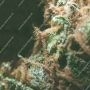 Neville Haze Auto Feminized by Spliff Seeds THC Content Potency Strength CBD Height Yield Flowering Time Indica Sativa Genetics