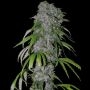 Neville Haze Auto Feminized Marijuana Strain by Spliff Seeds For Sale Online at Cannabis Seeds Outlet
