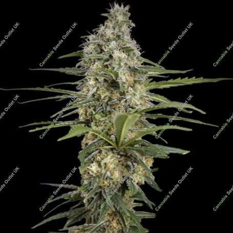 Mint Runtz Auto Feminized Marijuana Strain by Spliff Seeds For Sale Online at Cannabis Seeds Outlet