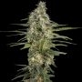 Mint Runtz Auto Feminized Marijuana Strain by Spliff Seeds For Sale Online at Cannabis Seeds Outlet