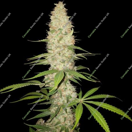Gorilla Auto Feminized Marijuana Strain by Spliff Seeds For Sale Online at Cannabis Seeds Outlet