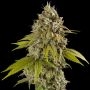 Gelato Auto Feminized Marijuana Strain by Spliff Seeds For Sale Online at Cannabis Seeds Outlet