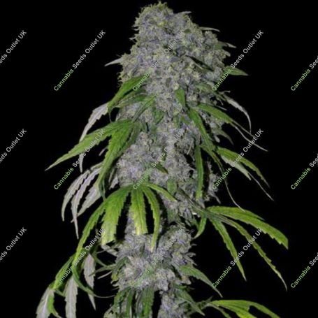 Blue Dream Auto Feminized Marijuana Strain by Spliff Seeds For Sale Online at Cannabis Seeds Outlet