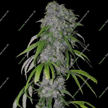 Nevilles Haze Feminized Marijuana Strain by Spliff Seeds For Sale Online at Cannabis Seeds Outlet