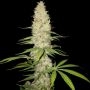 Gorilla Feminized Marijuana Strain by Spliff Seeds For Sale Online at Cannabis Seeds Outlet