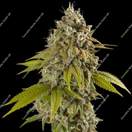 Gelato Feminized Marijuana Strain by Spliff Seeds For Sale Online at Cannabis Seeds Outlet