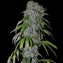 Blue Dream Feminized Marijuana Strain by Spliff Seeds For Sale Online at Cannabis Seeds Outlet