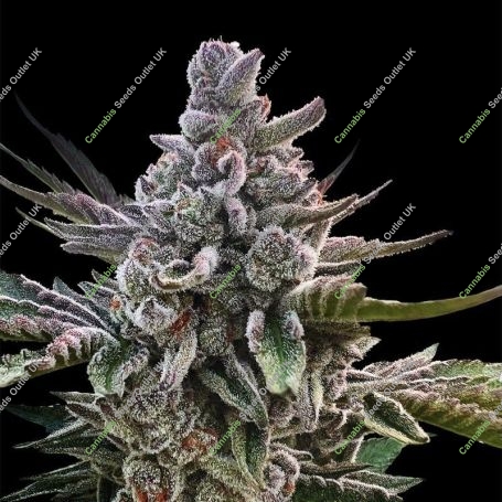 Acai Jelly Marijuana Strain by Silent Seeds For Sale Online at Cannabis Seeds Outlet