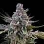Acai Jelly Marijuana Strain by Silent Seeds For Sale Online at Cannabis Seeds Outlet
