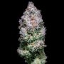 Silent Seeds Acai Jelly Smoke Buds Weed Ganja Skunk Dope Pot Images Pics Nuggets