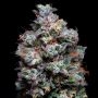 Acai Jelly by Silent Seeds THC Content Potency Strength CBD Height Yield Flowering Time Indica Sativa Genetics