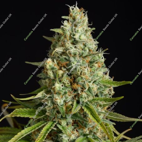 Amnesia Lemon Marijuana Strain by Silent Seeds For Sale Online at Cannabis Seeds Outlet