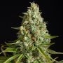 Amnesia Lemon Marijuana Strain by Silent Seeds For Sale Online at Cannabis Seeds Outlet