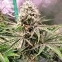Silent Seeds Amnesia Lemon Smoke Buds Weed Ganja Skunk Dope Pot Images Pics Nuggets