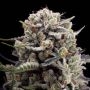B45 Marijuana Strain by Silent Seeds For Sale Online at Cannabis Seeds Outlet