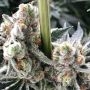 Silent Seeds B45 Smoke Buds Weed Ganja Skunk Dope Pot Images Pics Nuggets