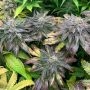 B45 by Silent Seeds THC Content Potency Strength CBD Height Yield Flowering Time Indica Sativa Genetics