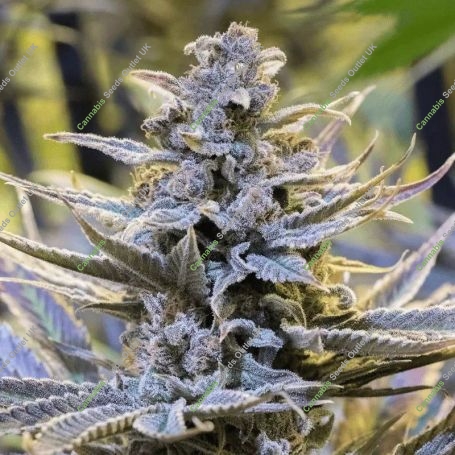 Cookielato Marijuana Strain by Silent Seeds For Sale Online at Cannabis Seeds Outlet