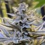 Cookielato Marijuana Strain by Silent Seeds For Sale Online at Cannabis Seeds Outlet