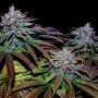 Silent Seeds Cookielato Smoke Buds Weed Ganja Skunk Dope Pot Images Pics Nuggets