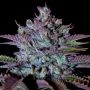 Cookielato by Silent Seeds THC Content Potency Strength CBD Height Yield Flowering Time Indica Sativa Genetics