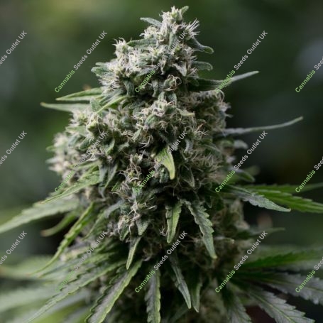 Critical + 20 Marijuana Strain by Silent Seeds For Sale Online at Cannabis Seeds Outlet