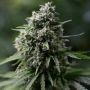 Critical + 20 Marijuana Strain by Silent Seeds For Sale Online at Cannabis Seeds Outlet