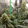 Silent Seeds Critical + 20 Smoke Buds Weed Ganja Skunk Dope Pot Images Pics Nuggets